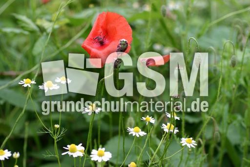 Klatschmohn-Kamille.jpg